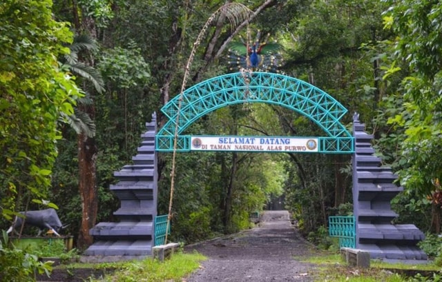 Banyuwangi: Alas Purwo National Park & G-Land Beach Tour