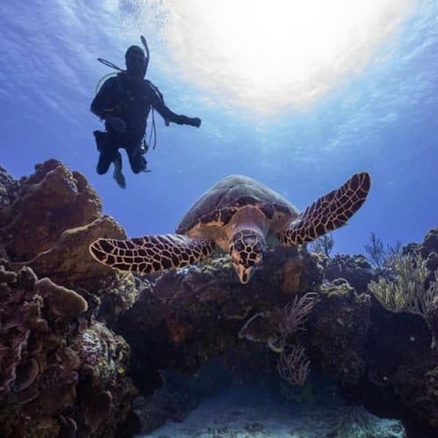 Cozumel: Discovery Scuba Diving. No experience required.