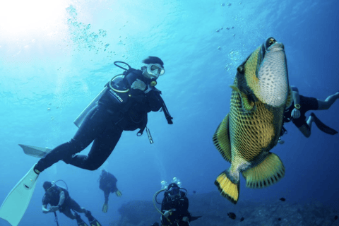 Pattaya: Fun dives in Pattaya and Samaesarn with transfer 3 Dives