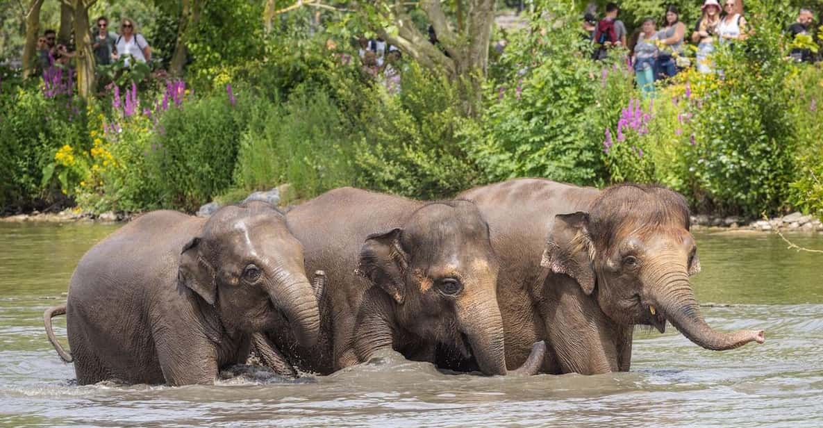 Afbeelding 6 van Brugelette: Pairi Daiza Zoo inclusief toegangsbewijs voor 'Edenya'