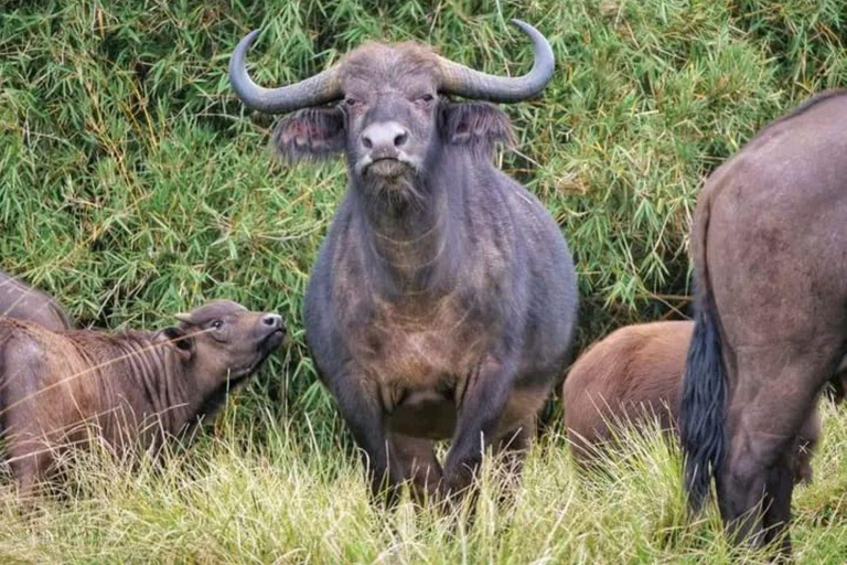 Nairobi: Overnight Adventure in Aberdare National Park