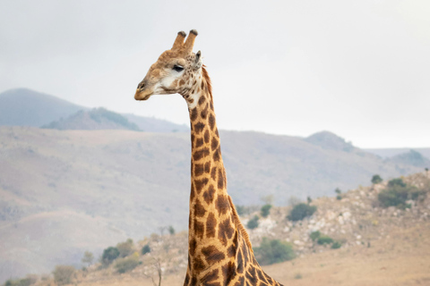 Arusha: Ganztägige Safari zum Arusha-Nationalpark