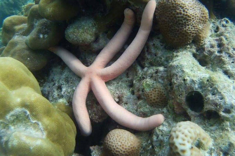 Phi Phi : Excursion d'une demi-journée à Phi Phi pour faire de la plongée en apnée en bateau à longue queue