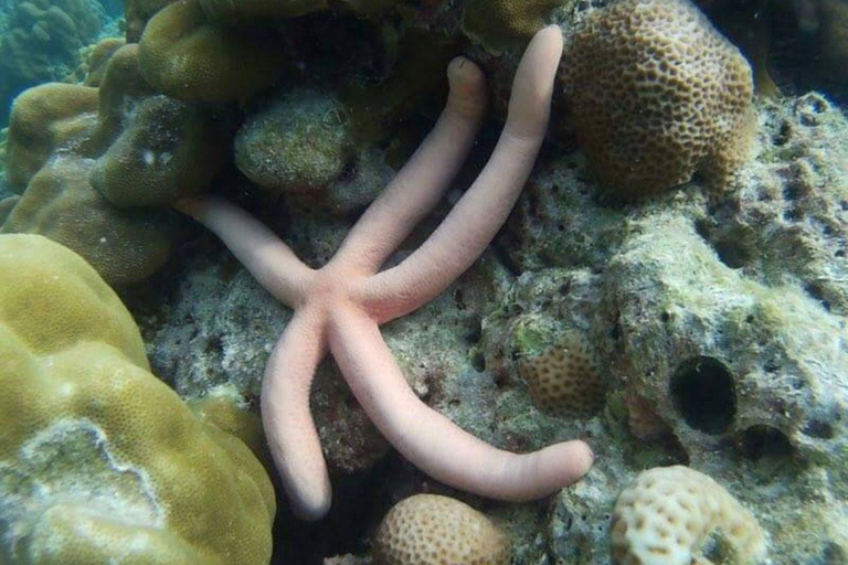 Phi Phi : Excursion d'une demi-journée à Phi Phi pour faire de la plongée en apnée en bateau à longue queue