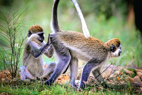 Awash Birdwatching, Wildlife & Photography Tour