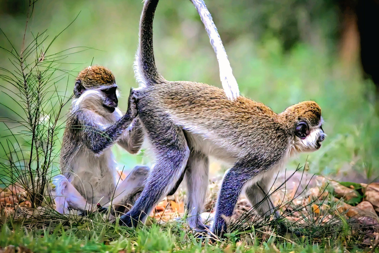 Awash Birdwatching, Wildlife & Photography Tour