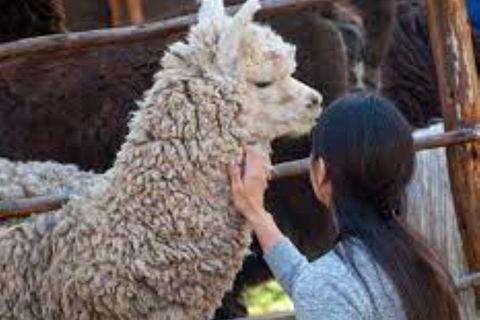 Tour Arequipa with the world of Alpacas