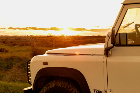 Aigues-Mortes 3H: Discover the secret Camargue in a 4x4 Full-Day