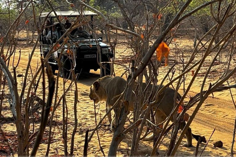 Kasane: 1 day Chobe NP Safari with Boat Cruise and Lunch