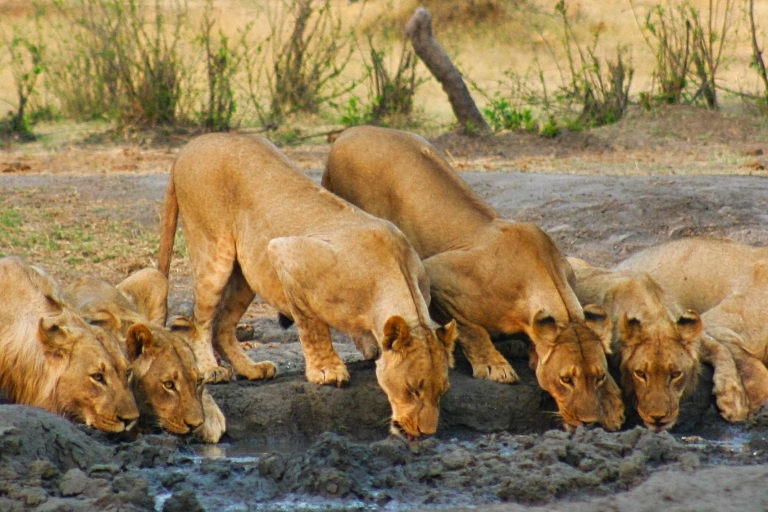 Victoria Falls: National Park Game Drive Small Group Tour