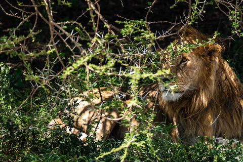 From Zanzibar: 2-Day Serengeti Park Safari Tour with Flights