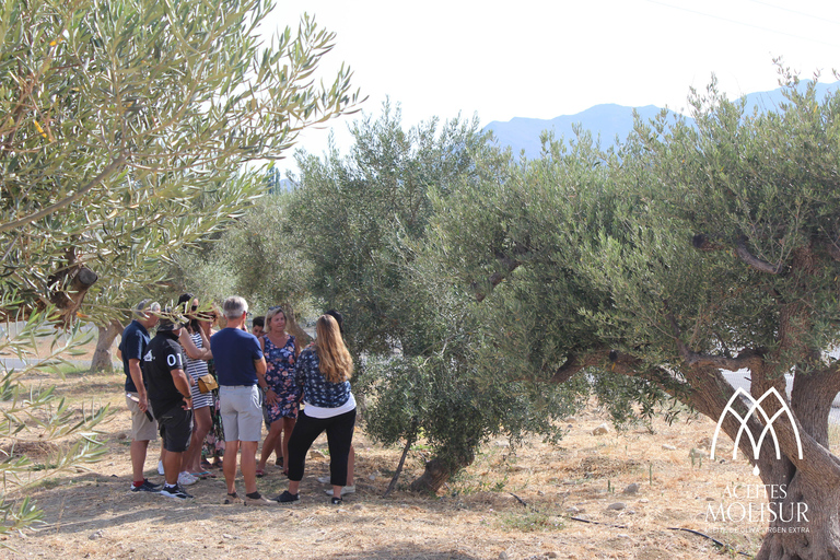 Visite guidée et dégustation d&#039;huile à l&#039;usine Aceites MolisurFRENCH TOUR - Visite guidée et dégustation d&#039;huile aux Aceites Molisur