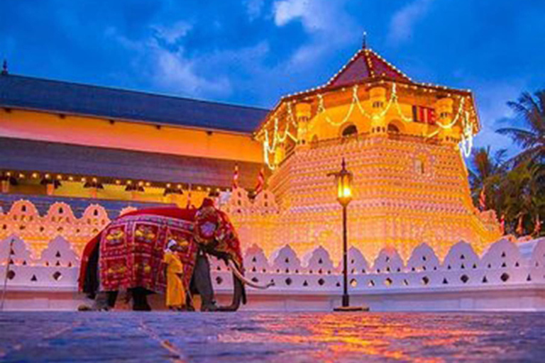 Kandy: Tea Museum, Temple, Bird Park & Dance Show Tour