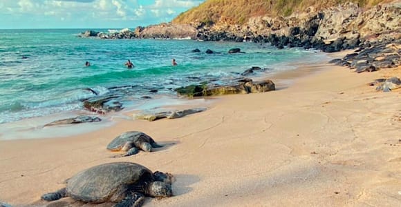 Maui&#39;s Sea Turtle & Waterfalls: Taste of Hana Guided Tour