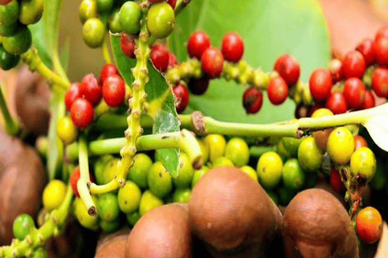 Walking Stone Town Tour + Spice Farm Tour with Guide