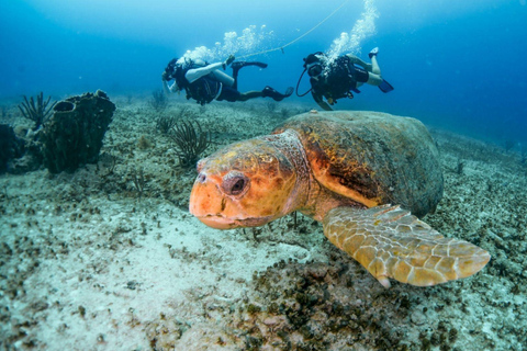 Cancún: Certified 2-Reef Diving Tour with Hotel Pickup