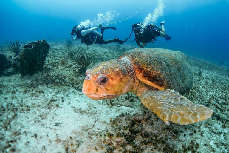 Cancún: Certified 2-Reef Diving Tour with Hotel Pickup