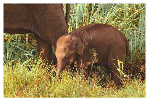 Wild Elephant Safari Tour Minneriya, Kaudulla & Hurulu ECO Start from Dambulla