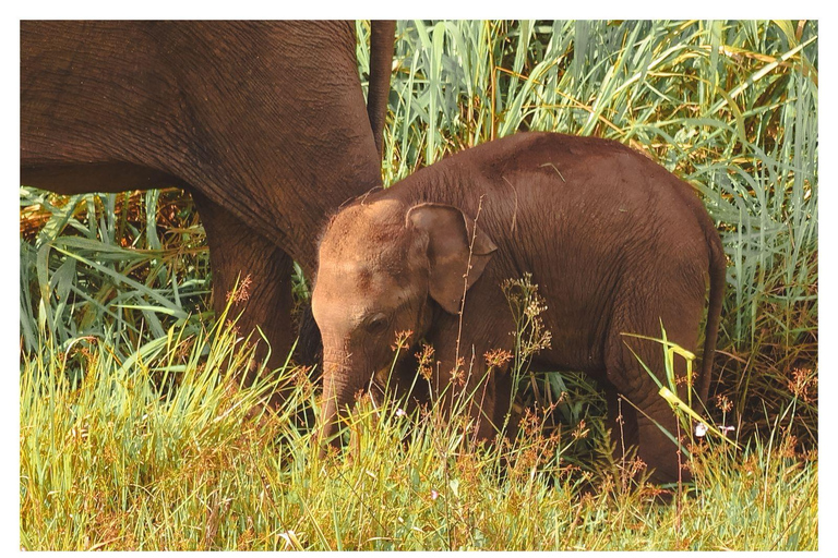 Wild Elephant Safari Tour Minneriya, Kaudulla & Hurulu ECO Start from Dambulla