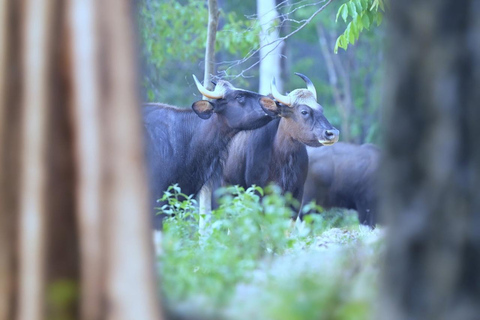 from Bangkok: 3-Day Khao Yai National Park Guided Tour Private: Hotel in Central Bangkok/Suvarnabhumi/Don Mueang