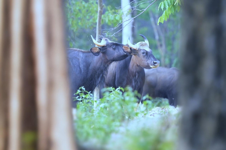 from Bangkok: 3-Day Khao Yai National Park Guided Tour Private: Hotel in Central Bangkok/Suvarnabhumi/Don Mueang