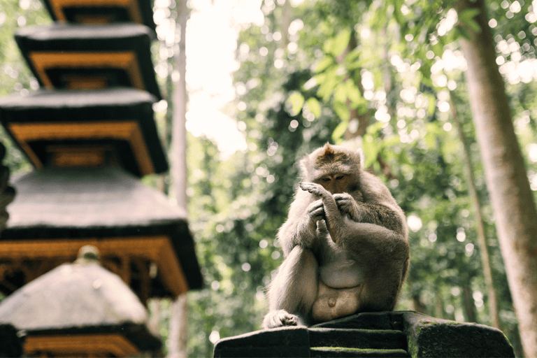 Bali: Ubud Tour with Sacred Monkey Forest & Rice Terraces