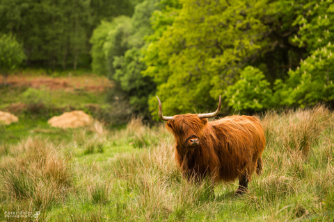 Glasgow: Loch Ness, Glen Coe, Hairy Coos und die Highlands