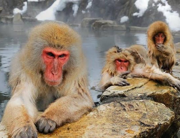From Tokyo: Snow Monkey Costomise Day Tour With Guide