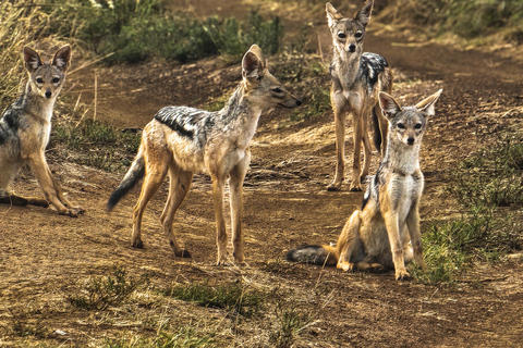 Nairobi National Park: Photography-Focused Safari