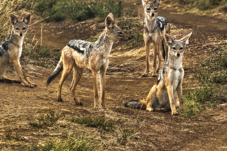 Nairobi National Park: Photography-Focused Safari