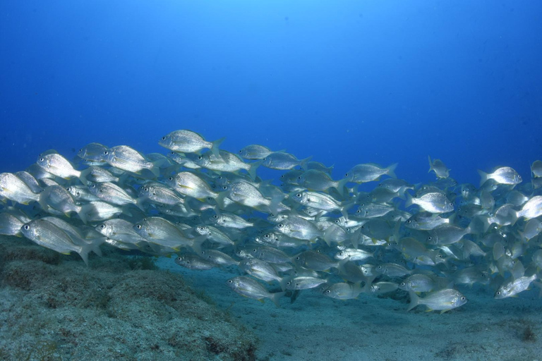 Excursão guiada de mergulho com snorkel em Playa ChicaPasseio guiado de mergulho com snorkel em Playa Chica