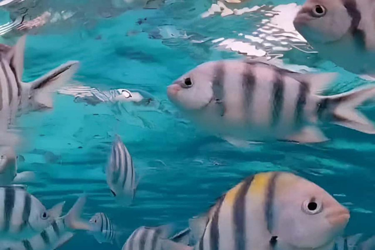 ZANZIBAR : Safari Blue Honeymoon tourExcursion sans prise en charge et retour à l'hôtel