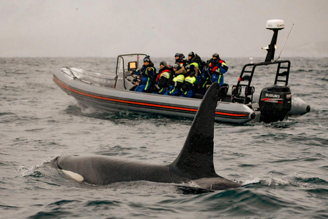 From Tromso: Whale Watching in Magic Skjervoy