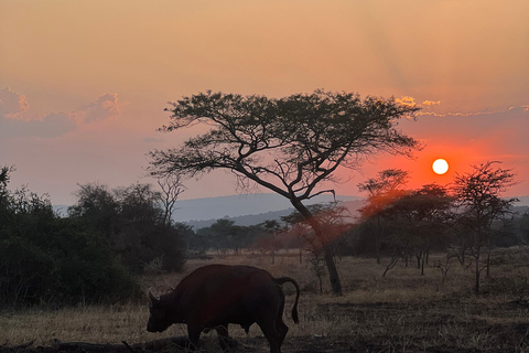 Entebbe: Nationaal Park Lake Mburo, Equator Tour &amp; Rondvaart