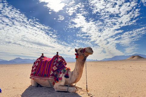 Hurghada: Camel Ride & horse ride and Off-Road Jeep Tour pickup from hotels inside hurghada