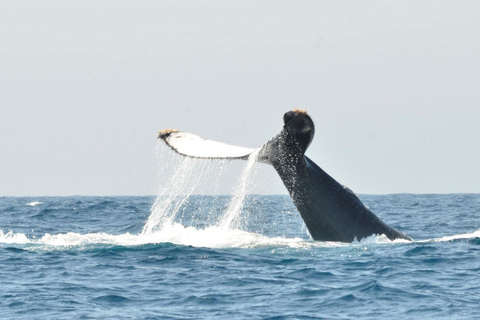 Whale Watching Maputo