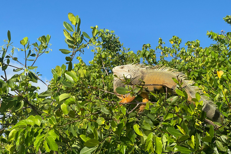 Clear Kayak Eco Tour - San Juan