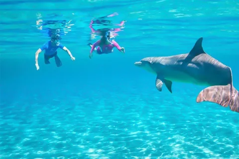 Hurghada: Delfinbeobachtungstour mit Mittagessen und Abholung