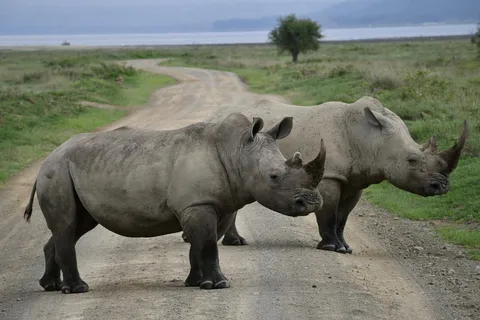 OL PEJETA CONSERVANCY: 2DAYS 1 NIGHT TOUR PACKAGE.