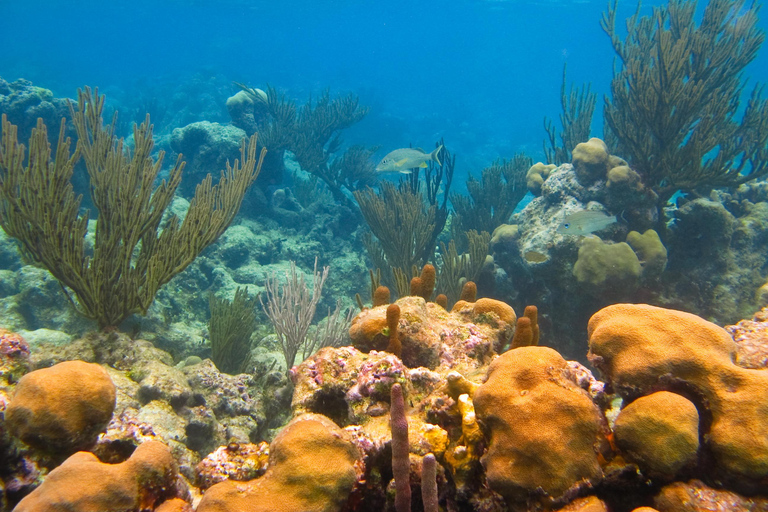 Cancun / Riviera Maya: ruïnes van Tulum, zwemmen in zeeschildpadden en cenotesTour met pick-up uit Cancun