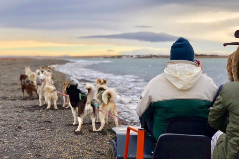 Island-Husky-Tour – Fahrt- und Kuschel-ErlebnisIsland: Husky-Schlittenfahrt und Kuschelerlebnis