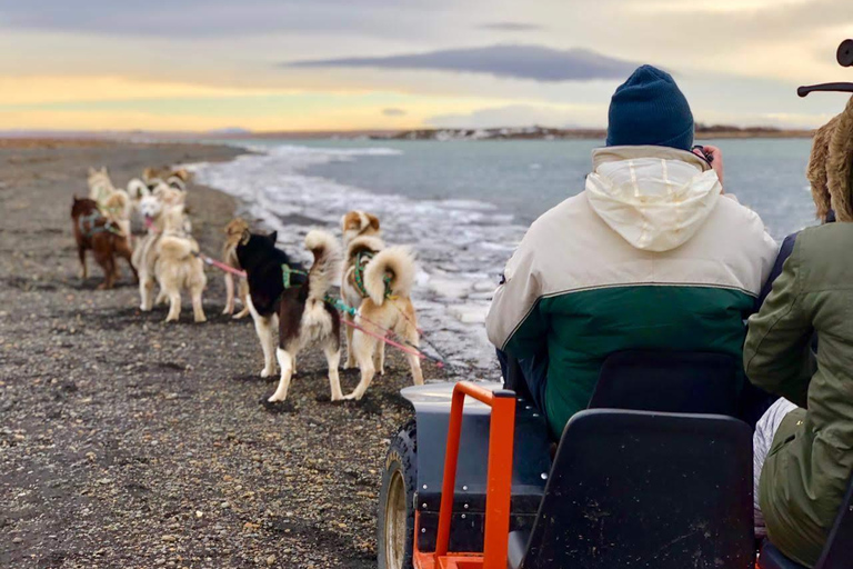Island-Husky-Tour – Fahrt- und Kuschel-ErlebnisIsland: Husky-Schlittenfahrt und Kuschelerlebnis