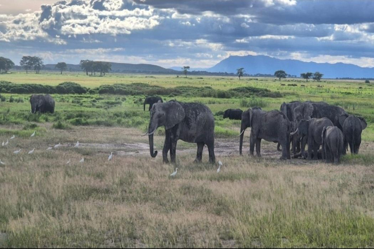 Mombasa: 5-Day Safari- Amboseli, SaltLick, Ziwani & Ngutuni
