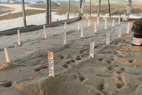 Z Huatulco: doświadczenie wypuszczania małych żółwi morskichZ Huatulco: wypuszczenie małych żółwi morskich