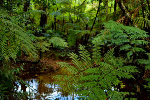 Sinharaja Rainforest: Day Trip From Colombo or Negombo