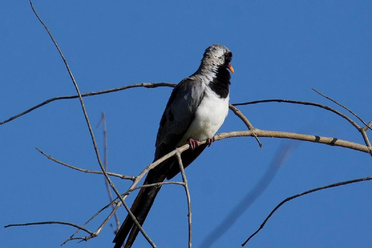 Nairobi: 3-Day Samburu National Reserve Safari Tour