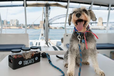 Sydney's 1st Dog-Friendly Harbour Cruise: Dogs on Deck - Image 2