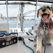 Sydney's 1st Dog-Friendly Harbour Cruise: Dogs on Deck