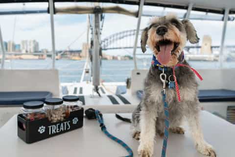 Sydney's 1st Dog-Friendly Harbour Cruise: Dogs on Deck - Image 3