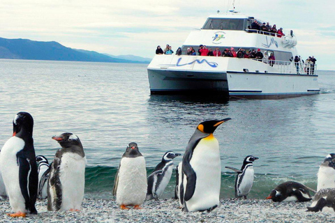 Ushuaia: Boat Trip to Isla Martillo: Penguins in the Beagle Channel Ushuaia: Navigation to Martillo Island: Penguins along the Beagle Channel